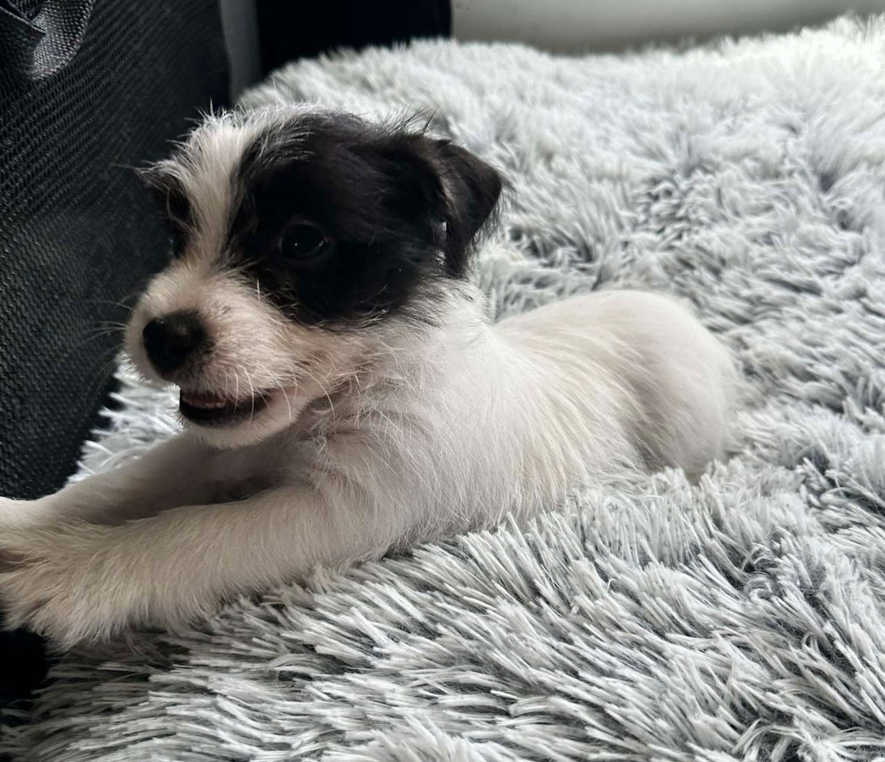 Jack russell terrier