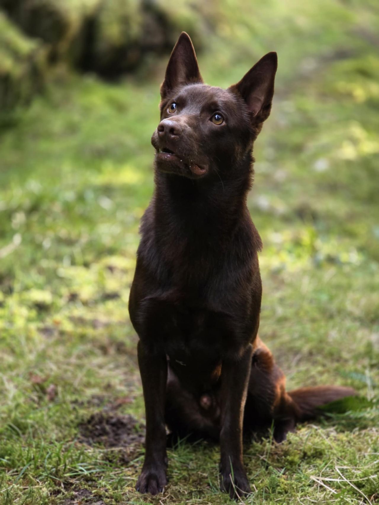 Australsk kelpie