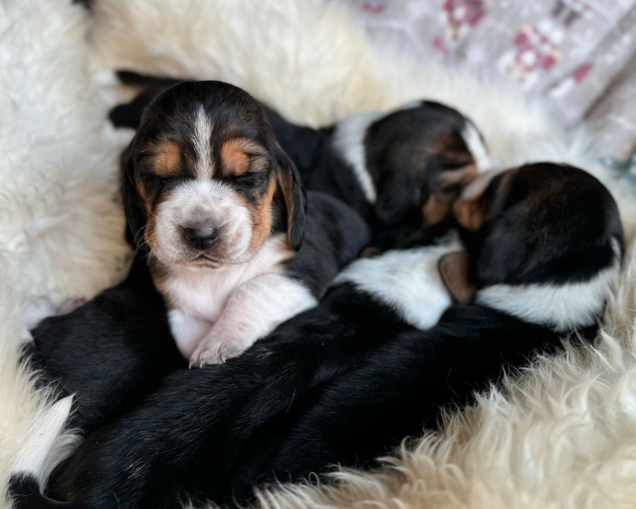 Basset hound