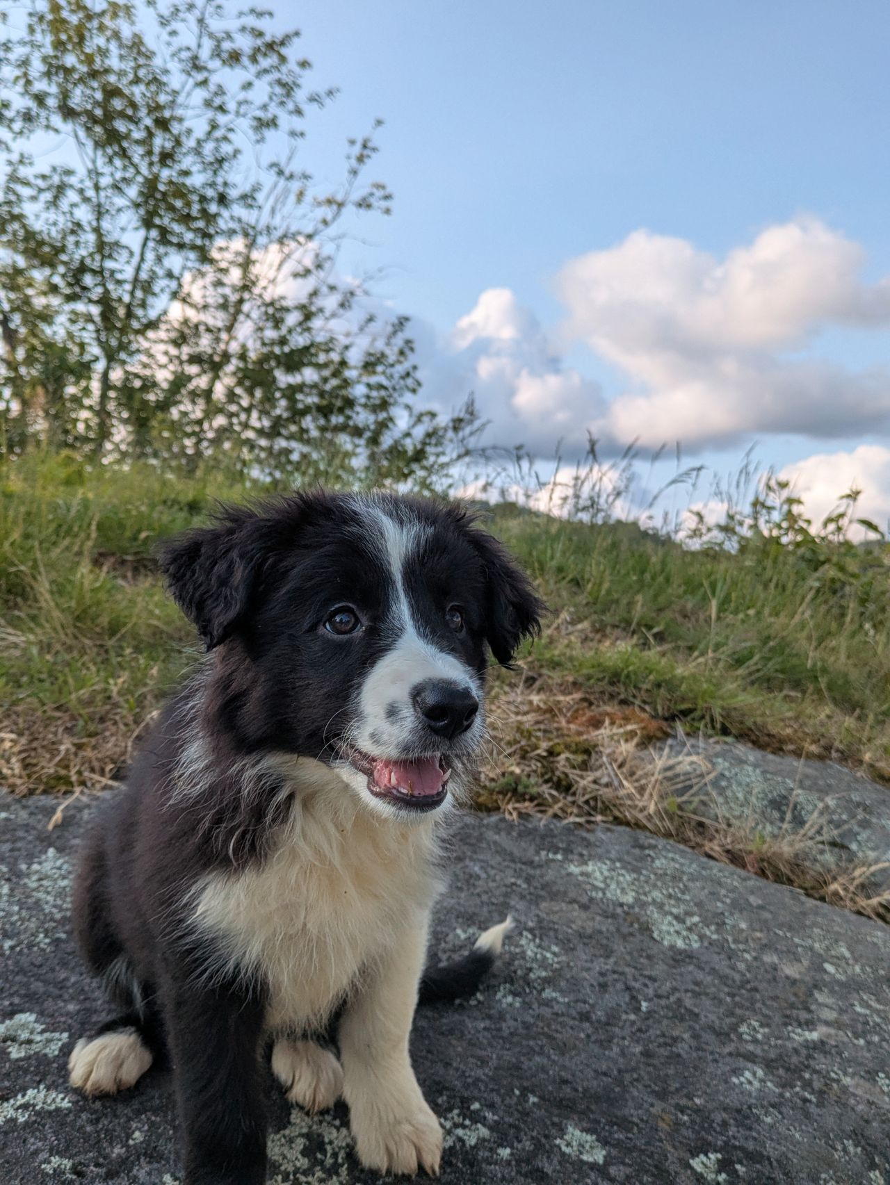Border collie