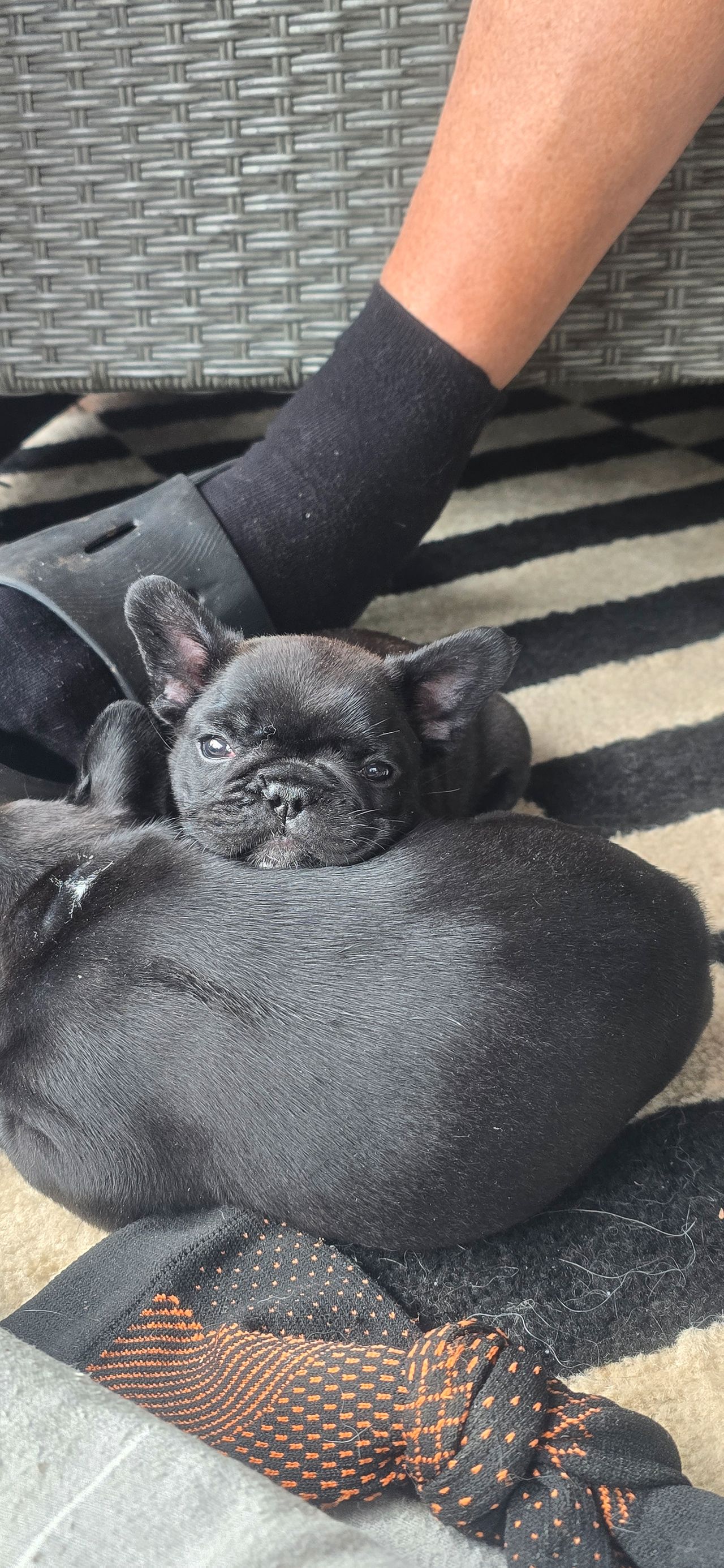 Fransk bulldog