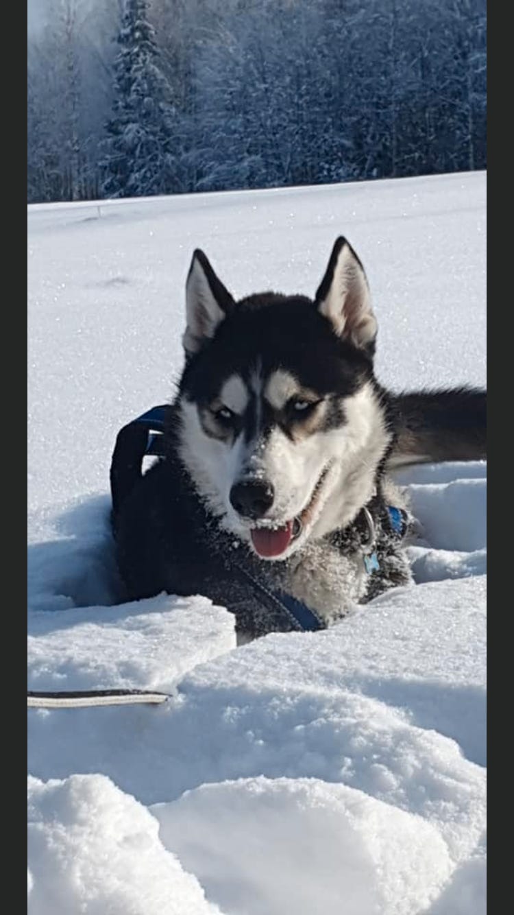 Siberian husky
