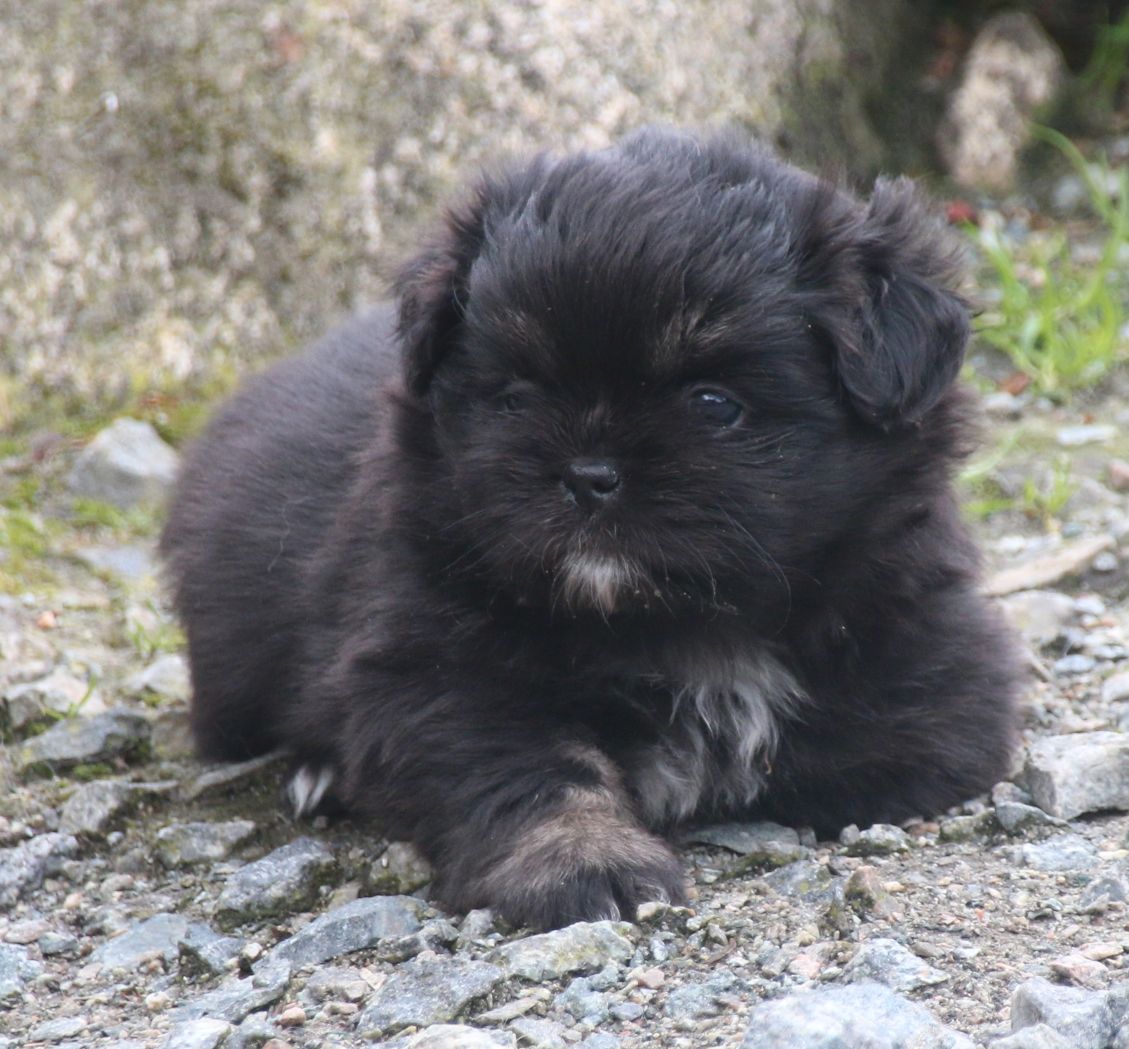 Tibetansk spaniel