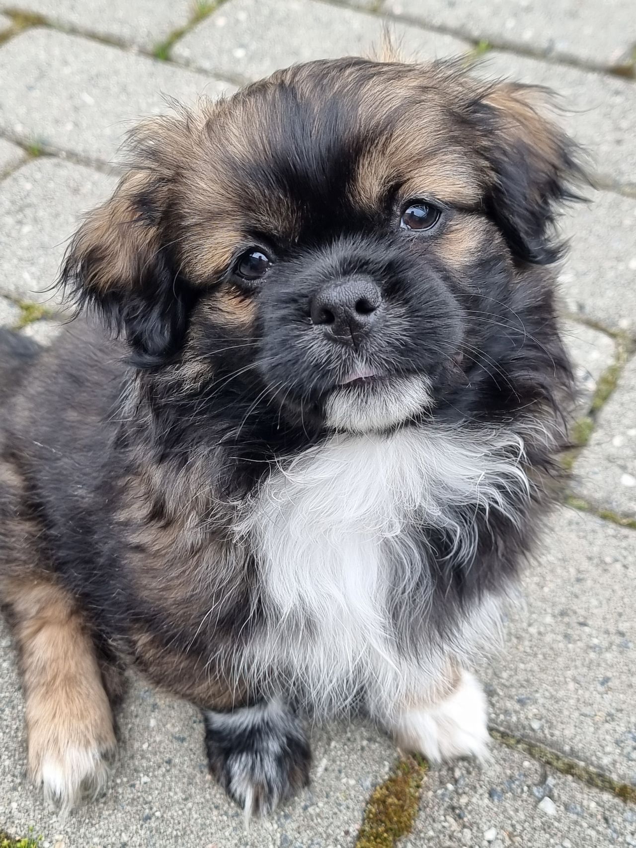 Tibetansk spaniel