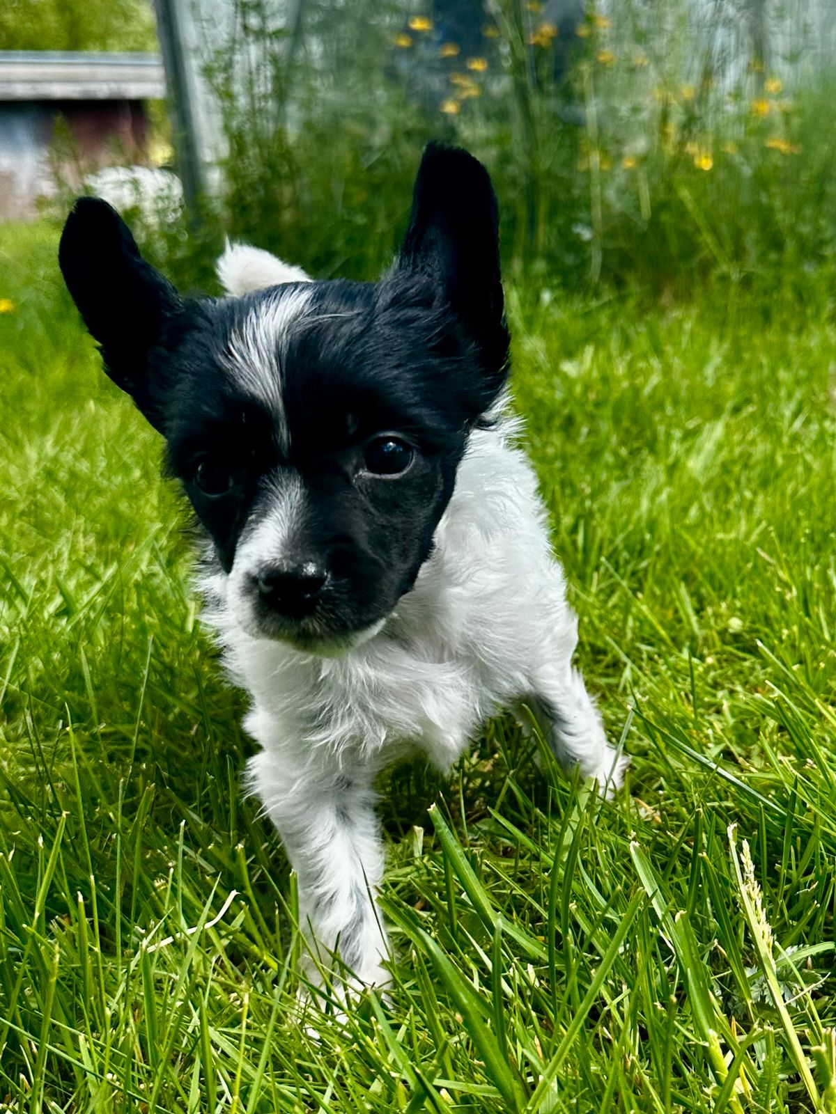 Chinese crested powderpuff