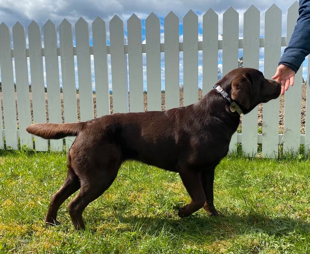 Labrador retriever