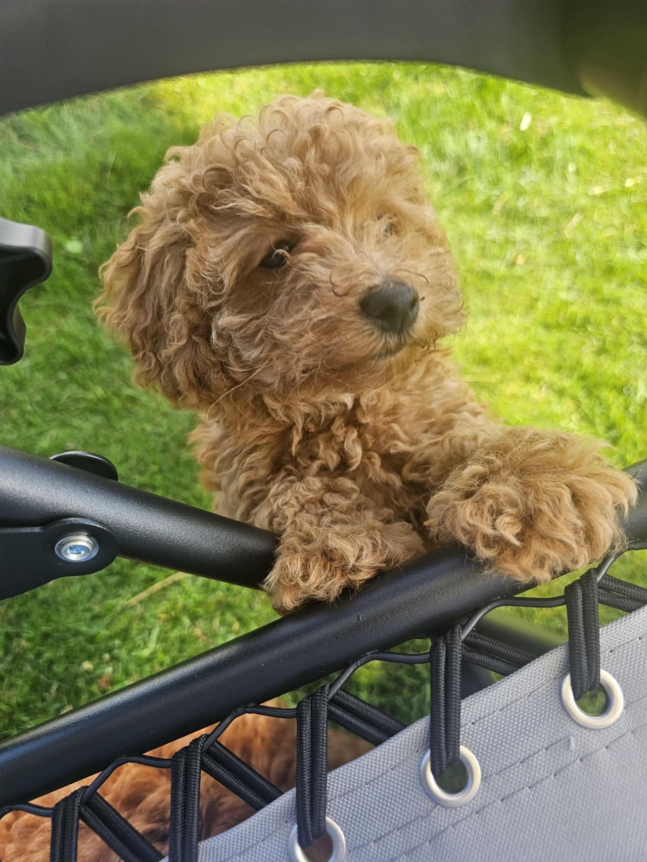 Toy puddel