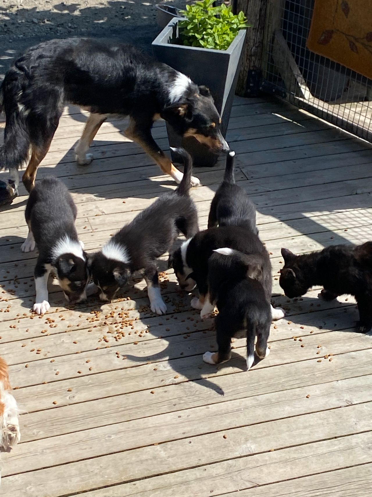 Border collie