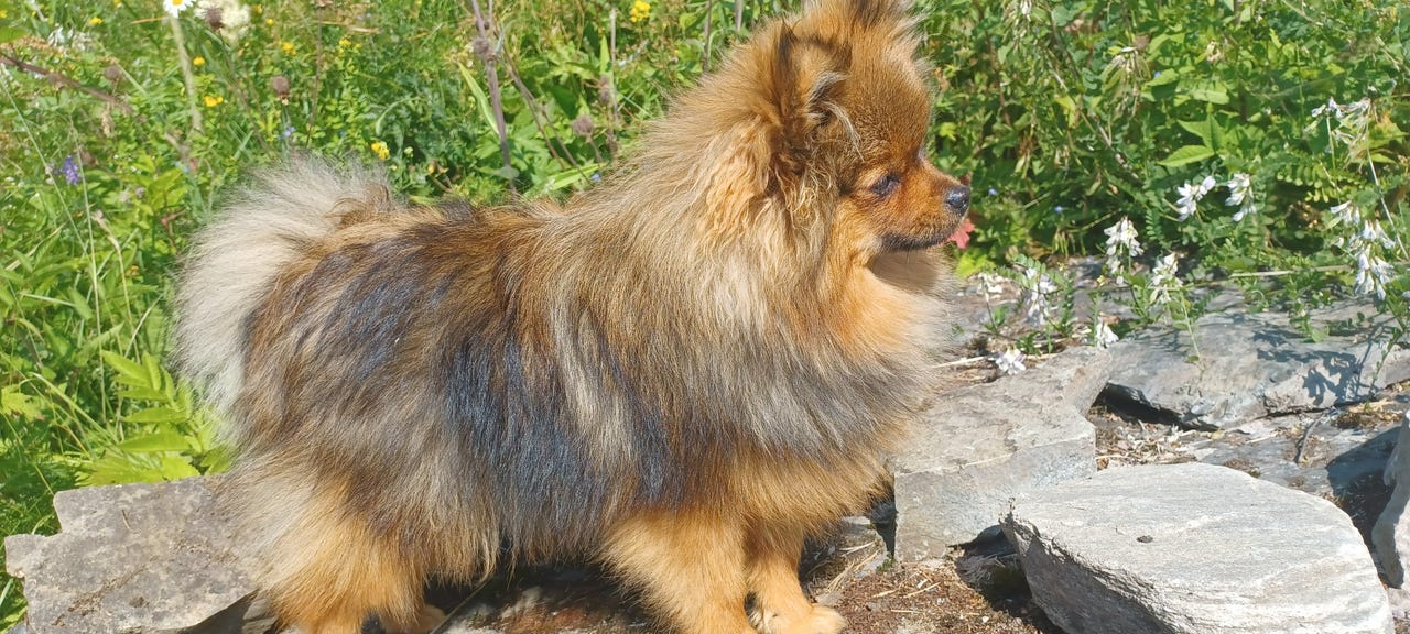 Pomeranian