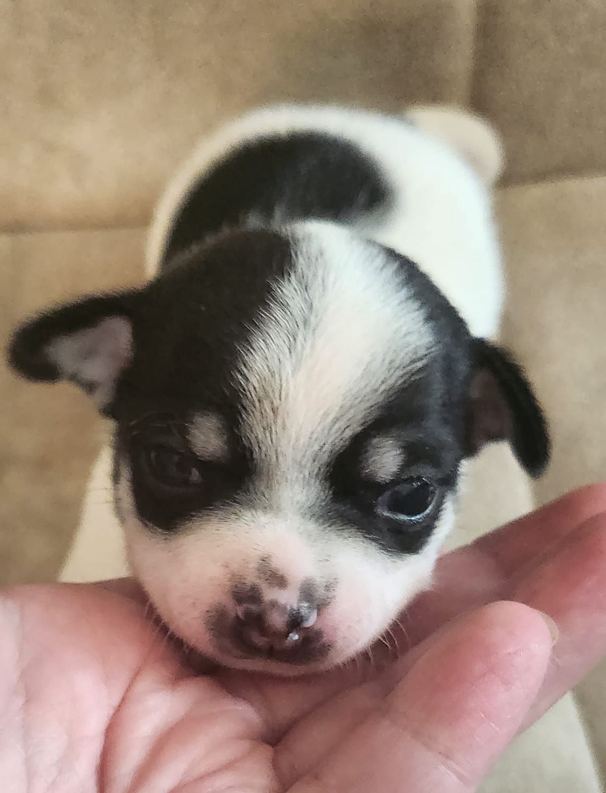 Chihuahua korthåret