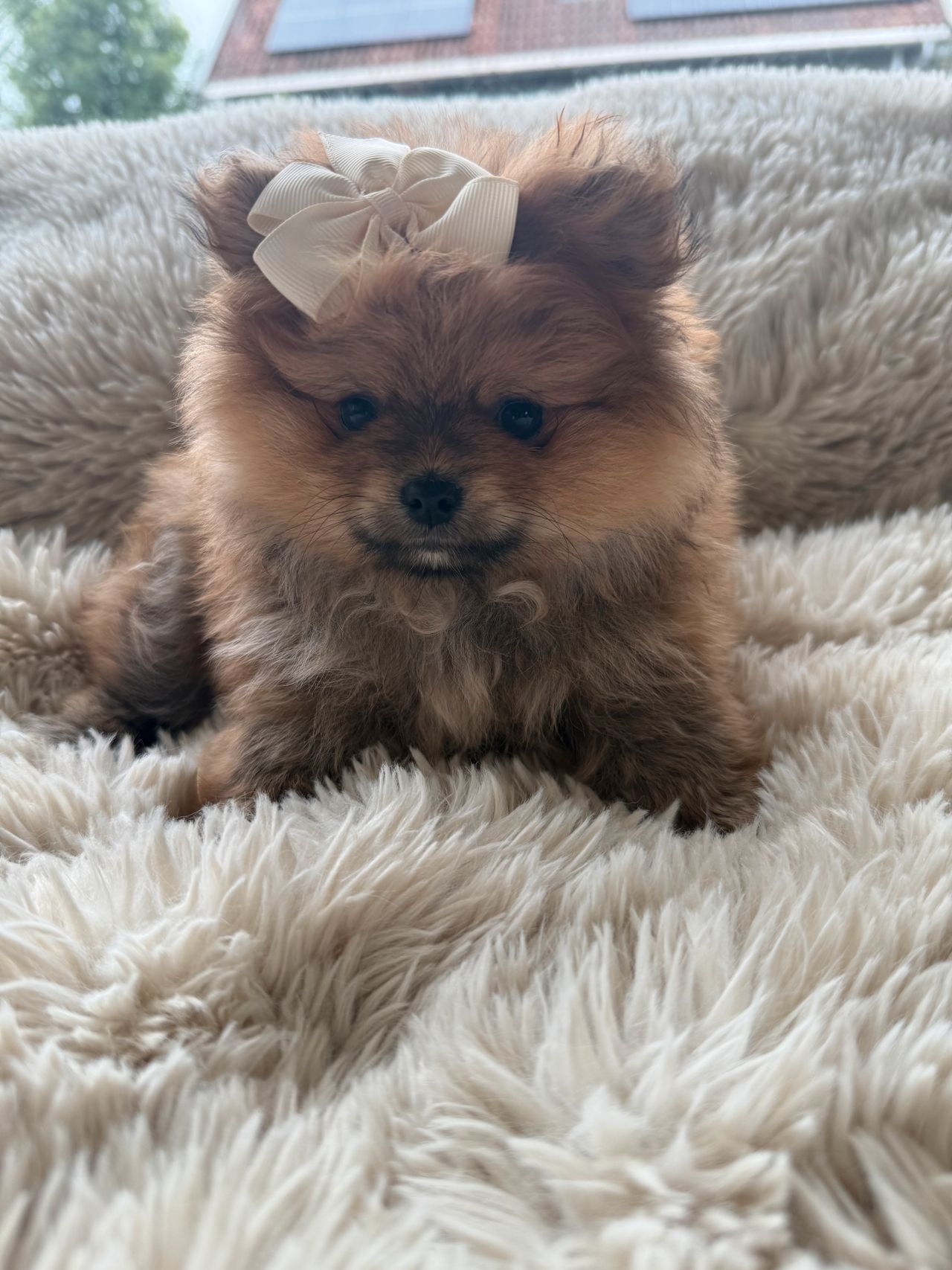 Pomeranian