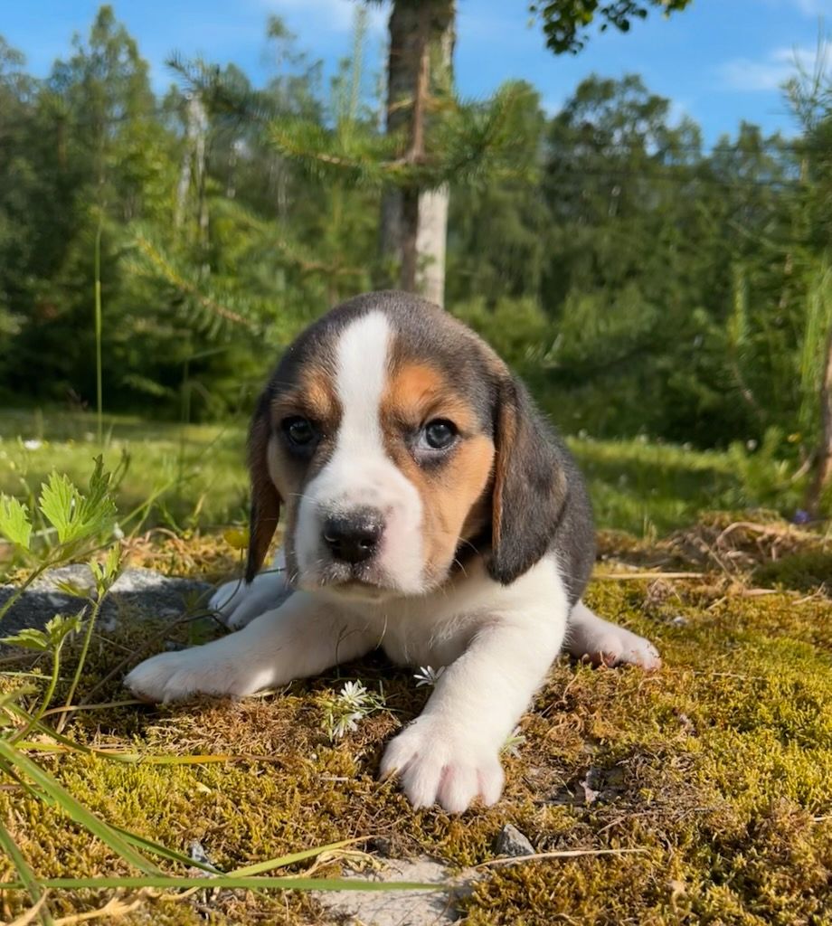 Beagle