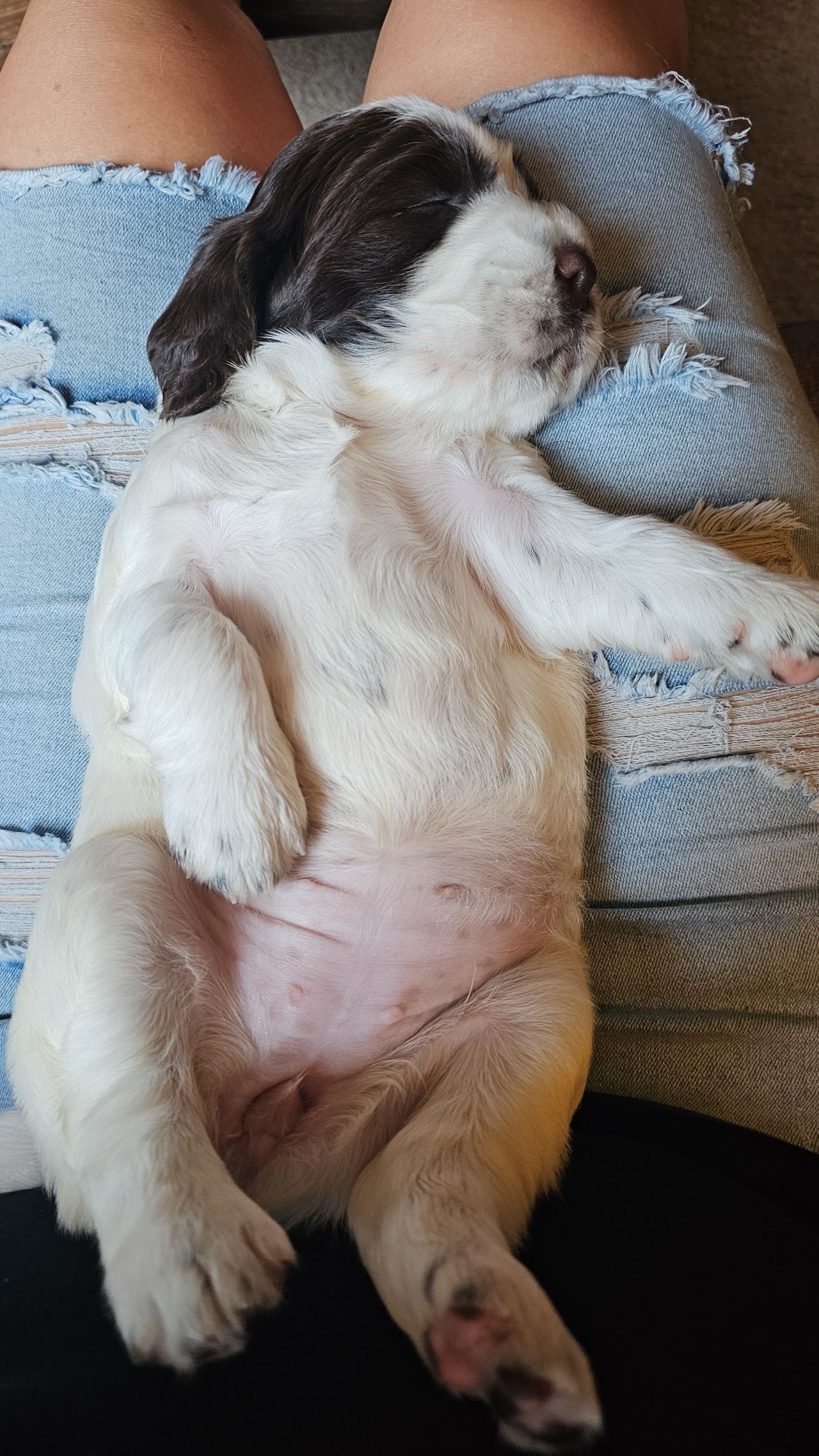 Engelsk springer spaniel
