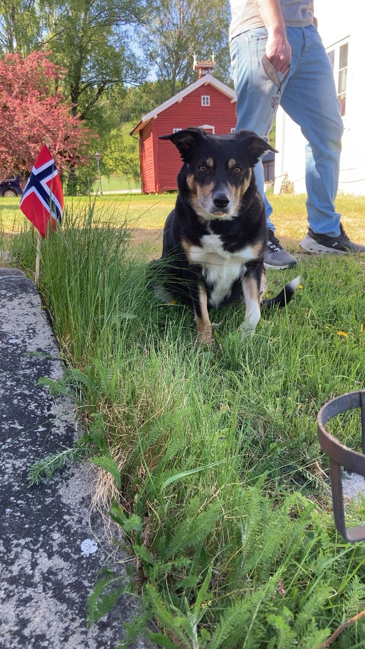 Border collie