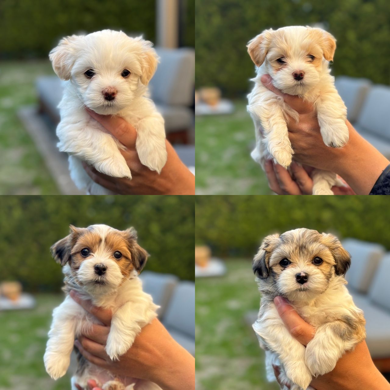 Bichon havanais