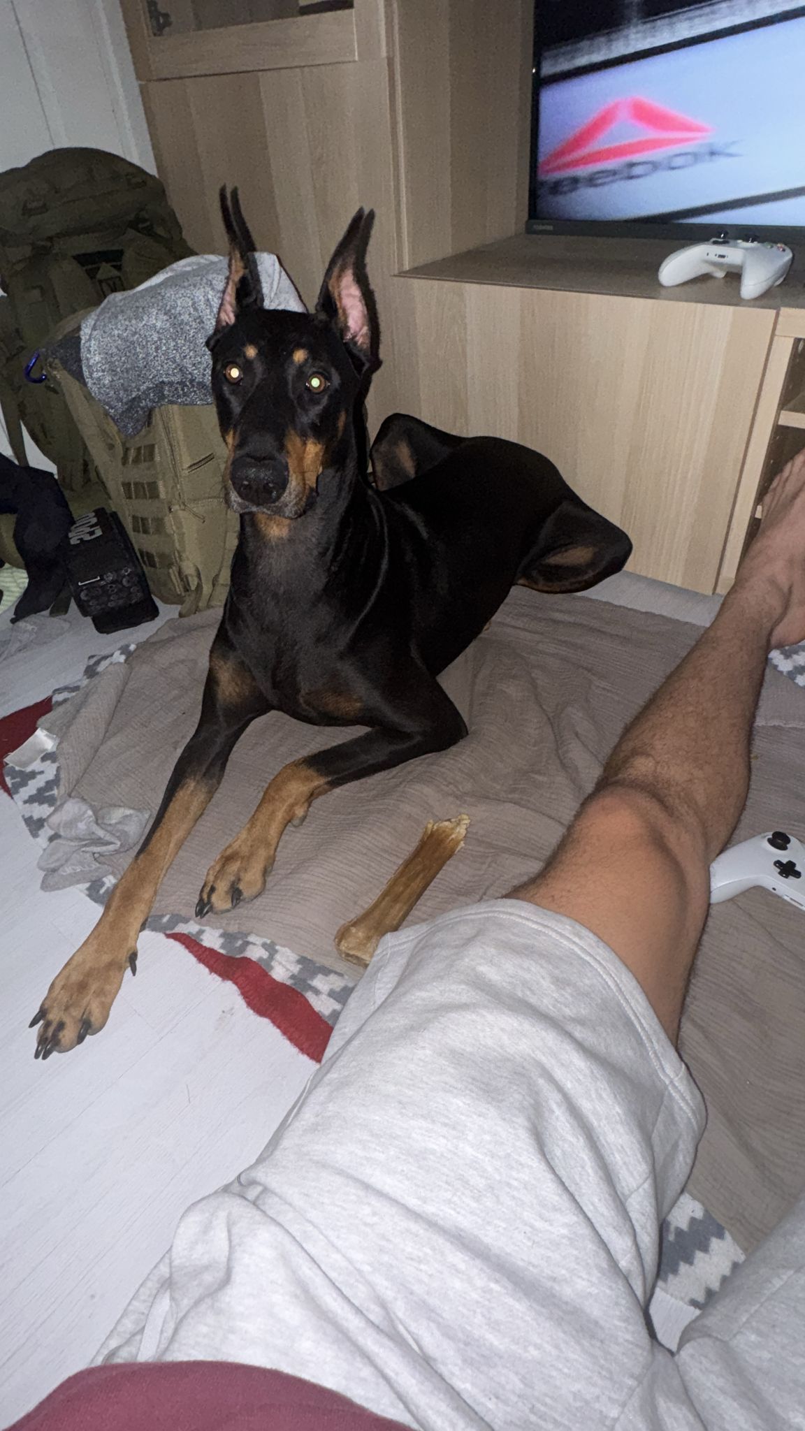 Dobermann