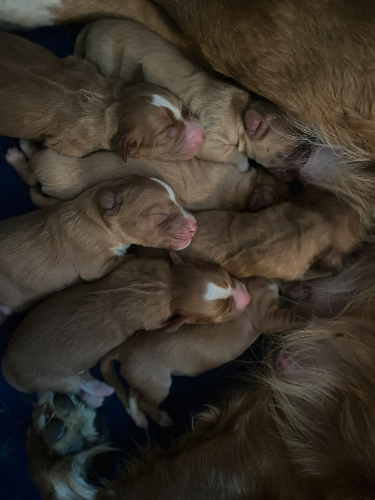 Nova scotia duck tolling retriever