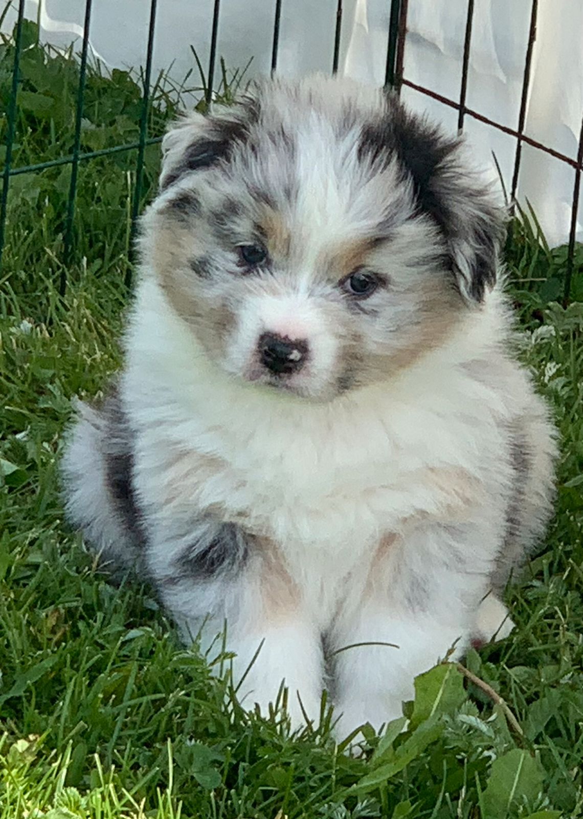 Australian shepherd