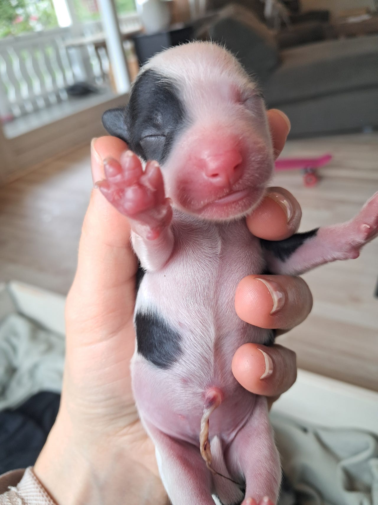 Chinese crested