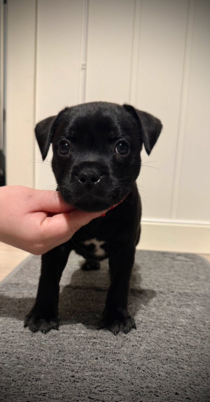 Staffordshire bull terrier