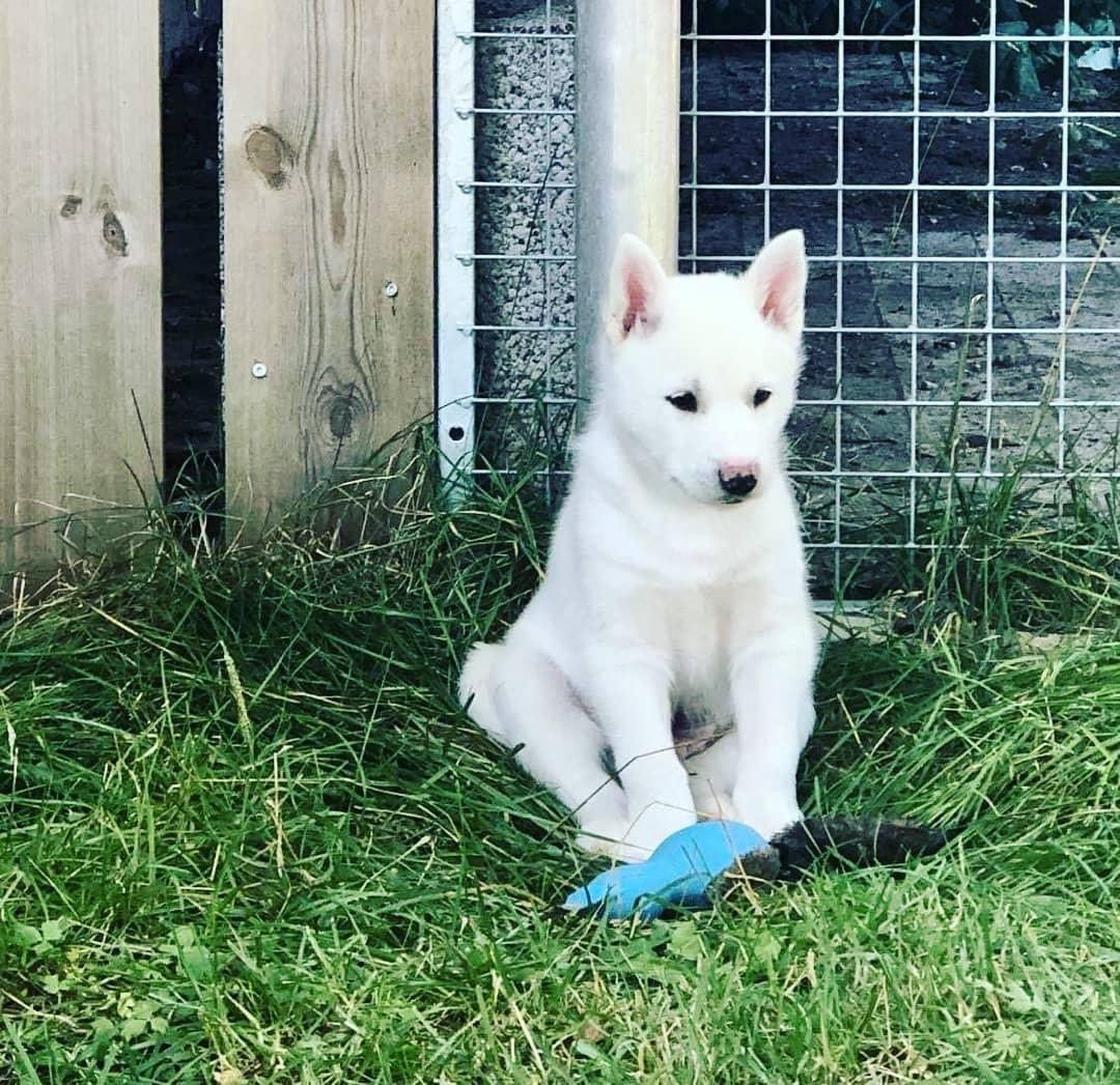 Siberian husky