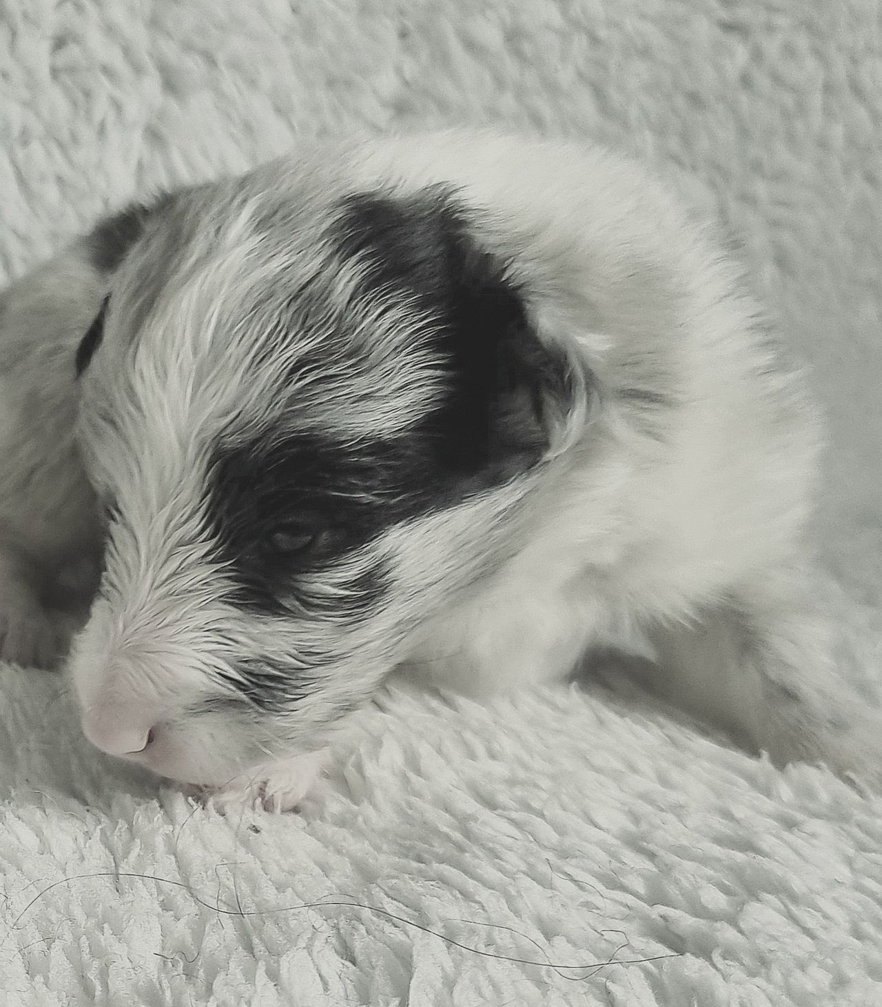 Shetland sheepdog