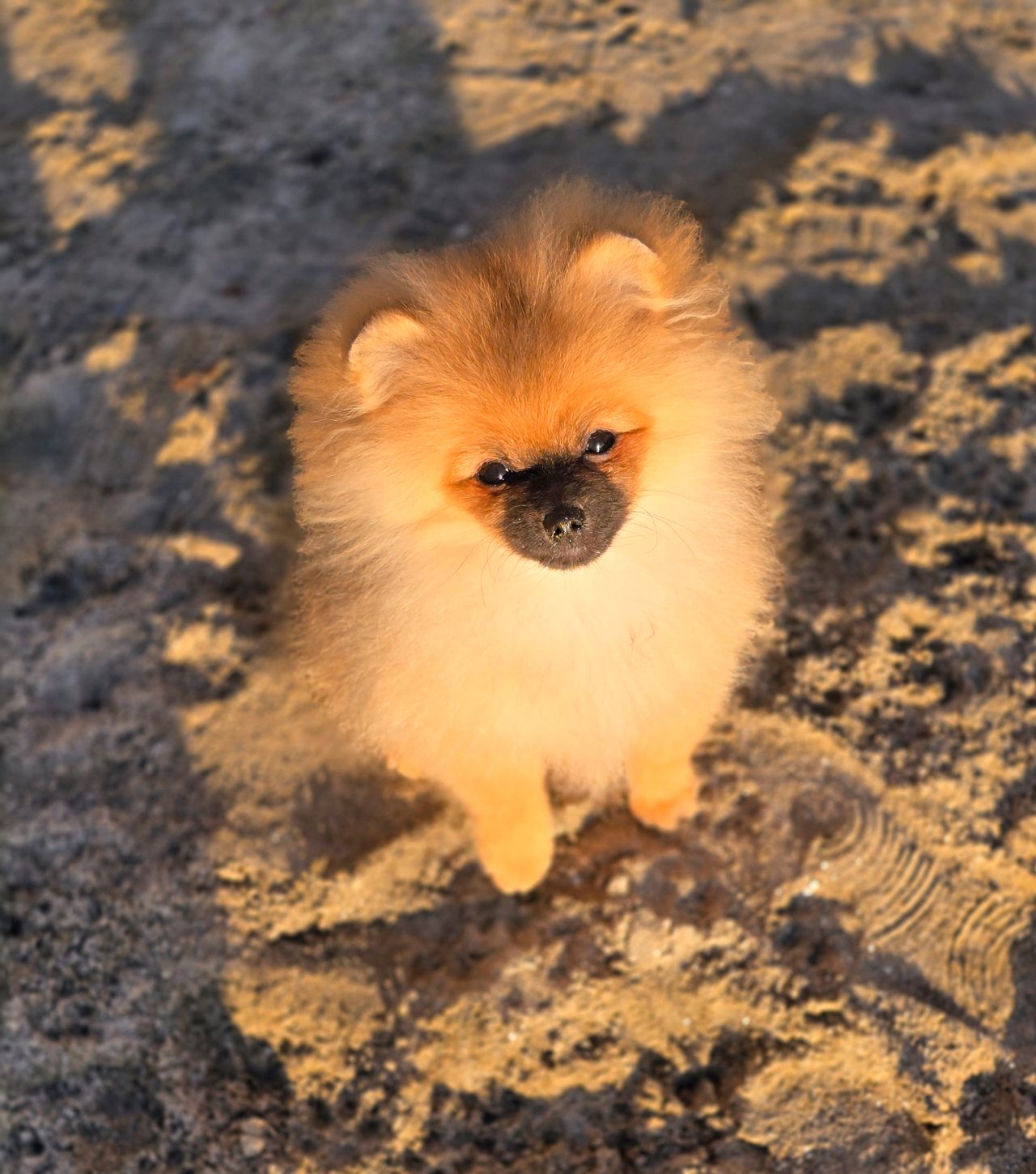Pomeranian