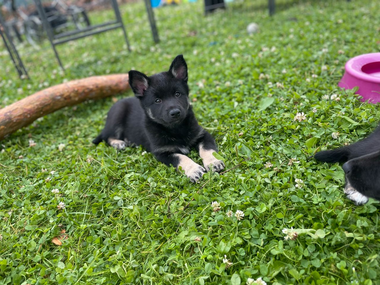 Lapsk vallhund