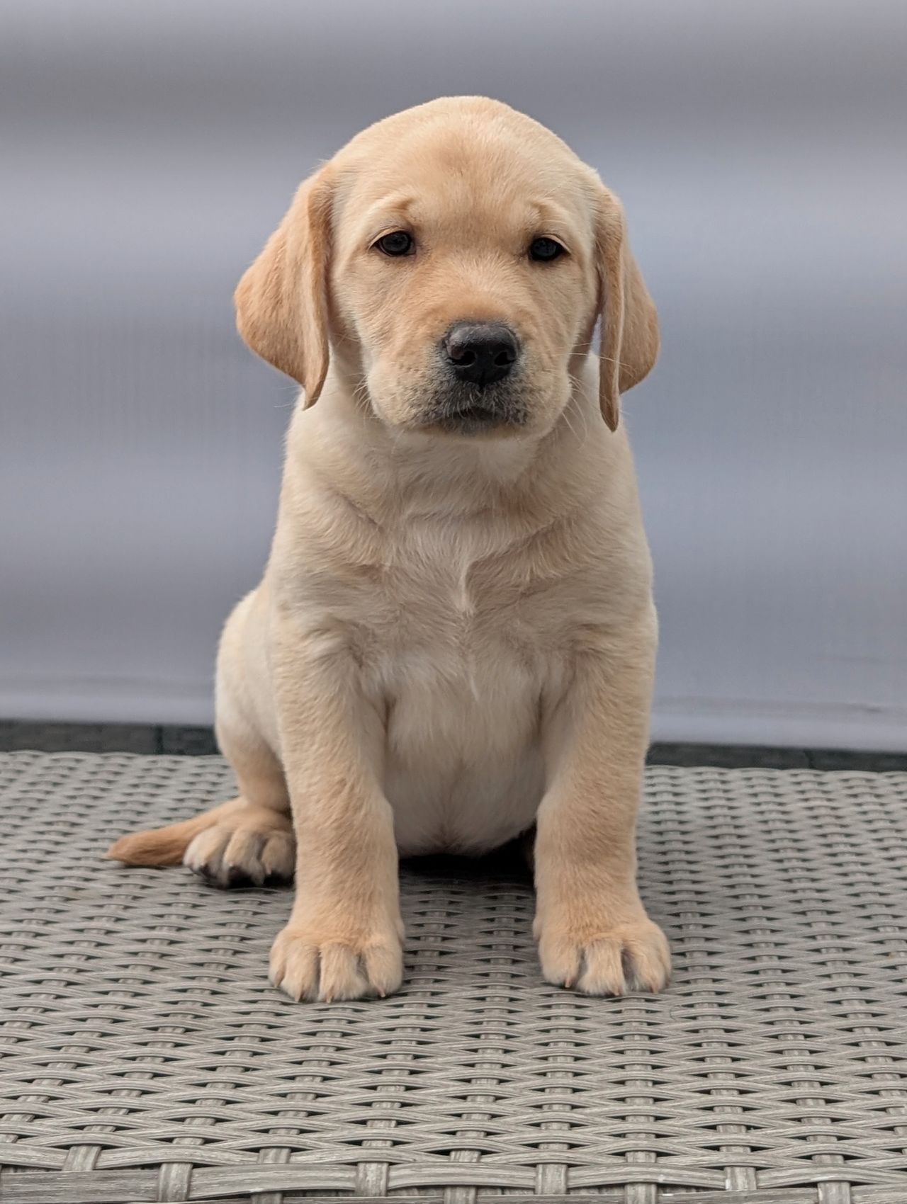 Labrador retriever