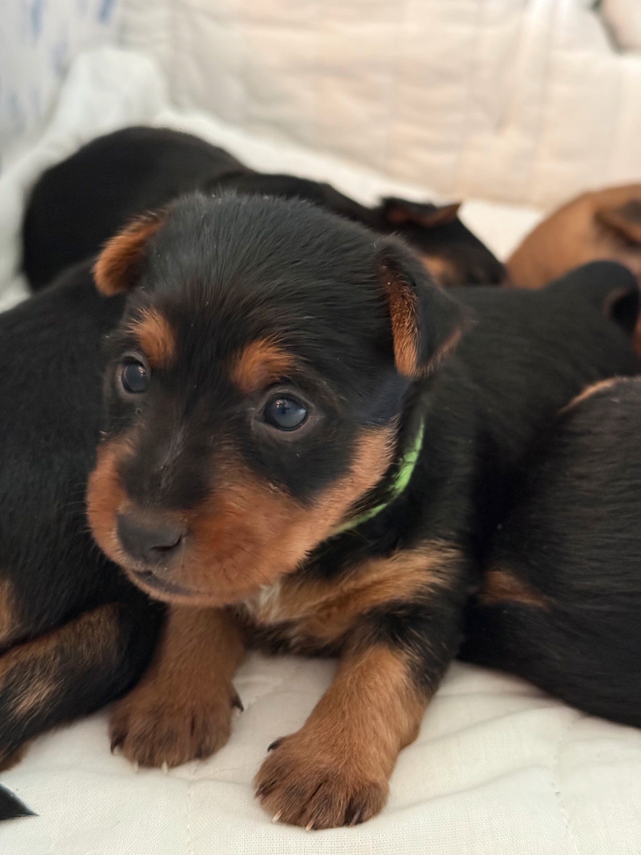 Australsk terrier