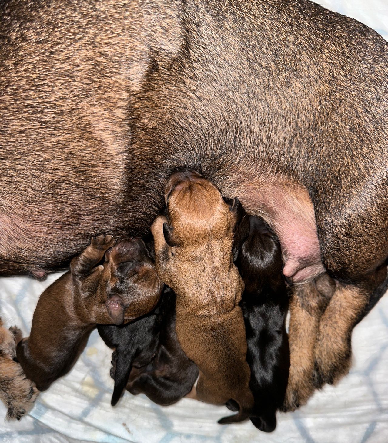 Dachshund strihåret