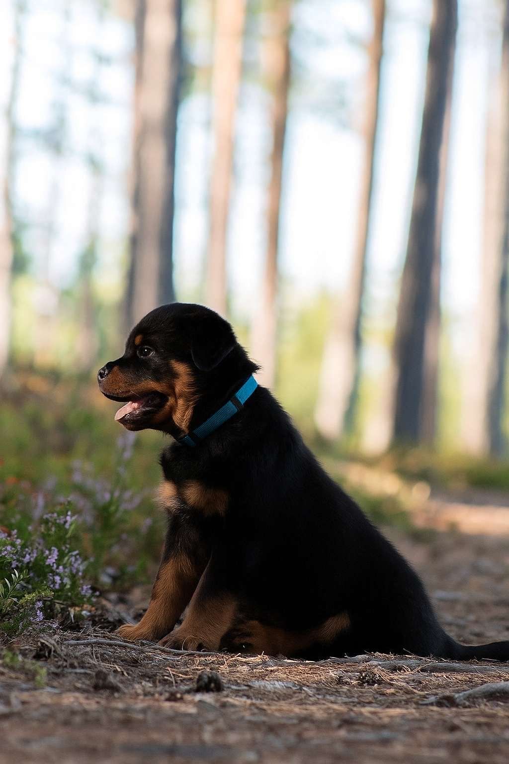 Rottweiler