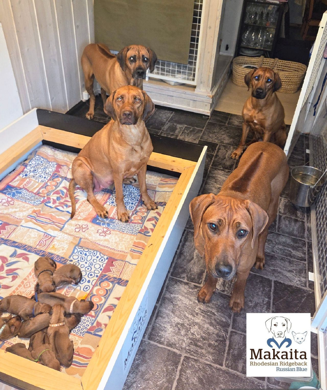 Rhodesian ridgeback