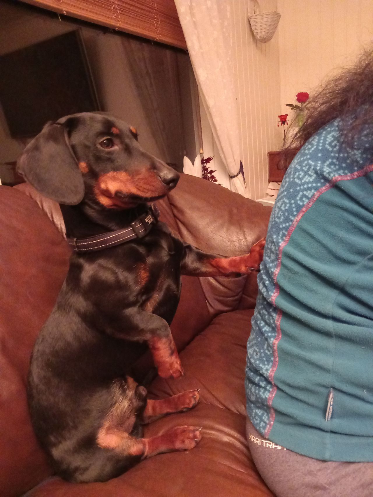 Dvergdachshund korthåret