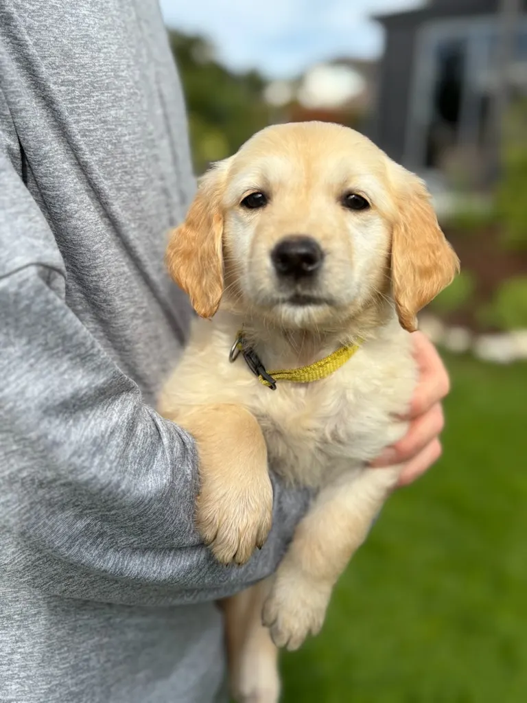 Golden retriever