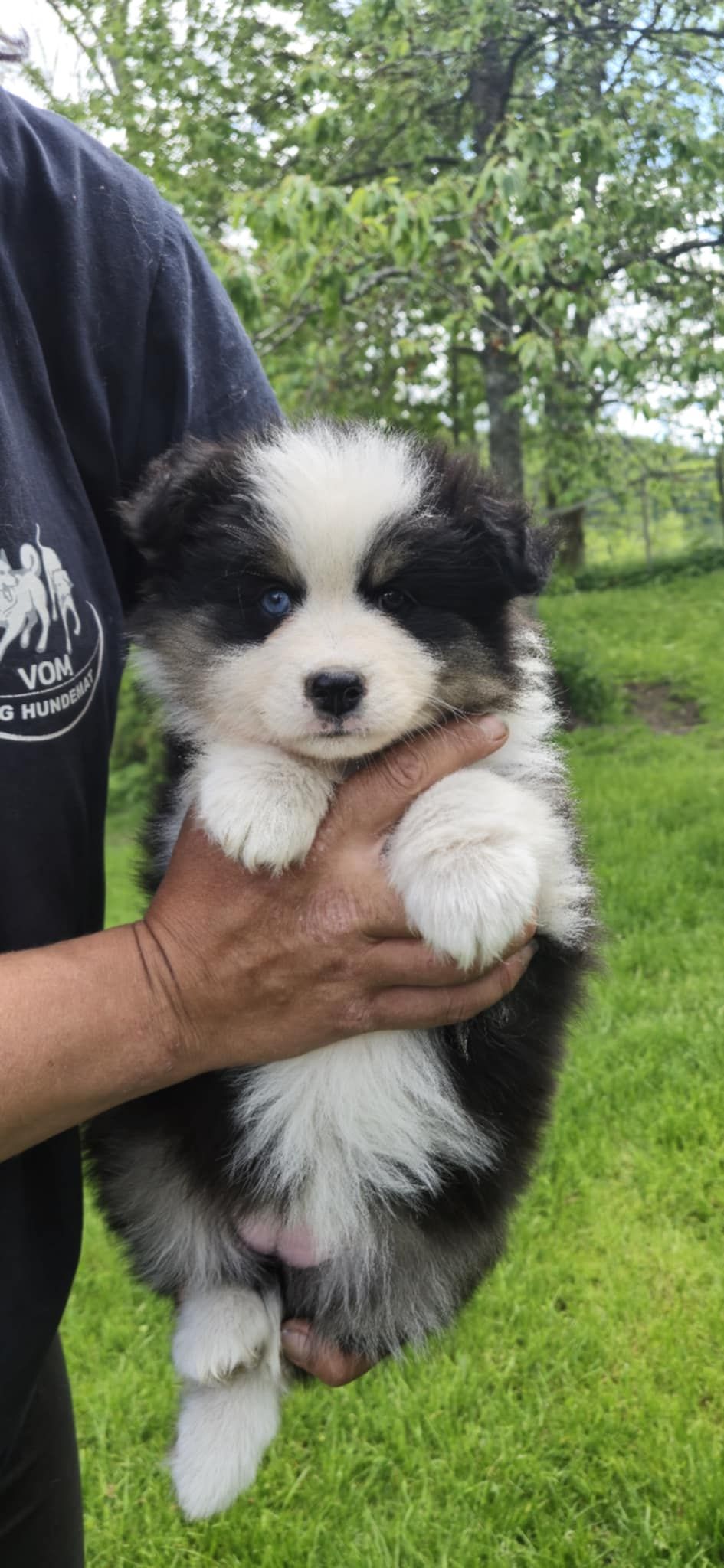 Finsk lapphund