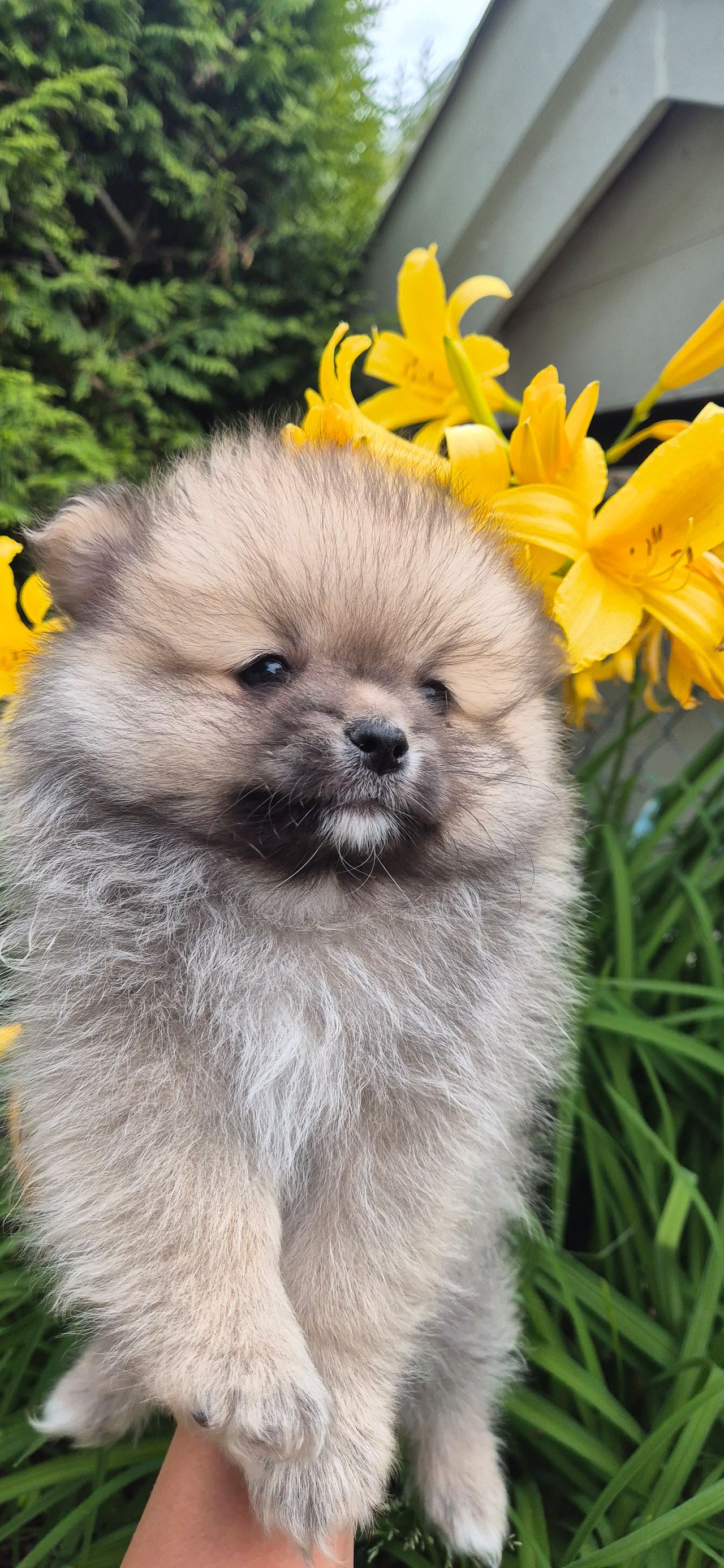 Pomeranian