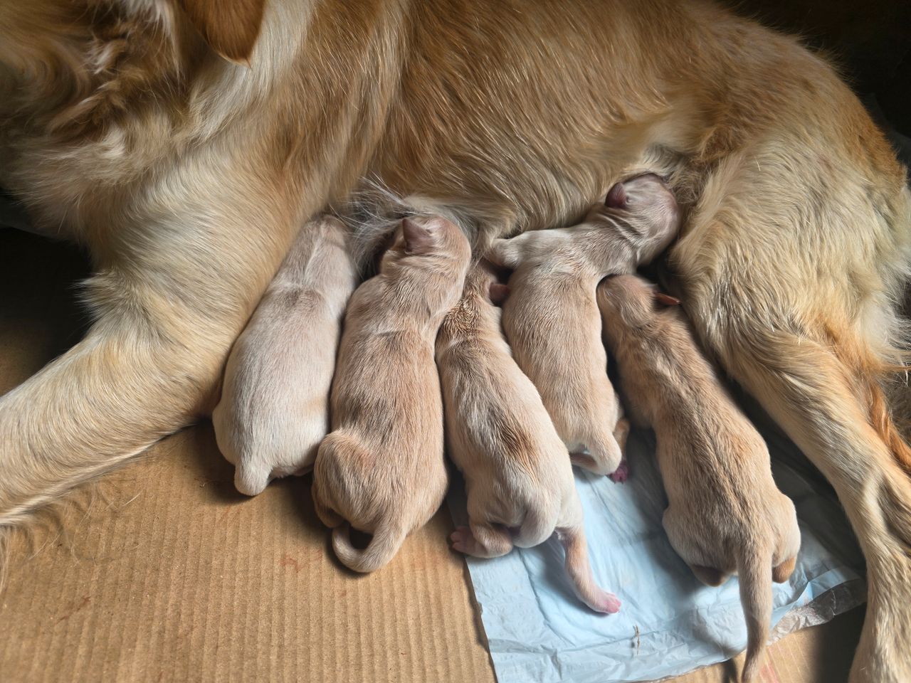 Golden retriever