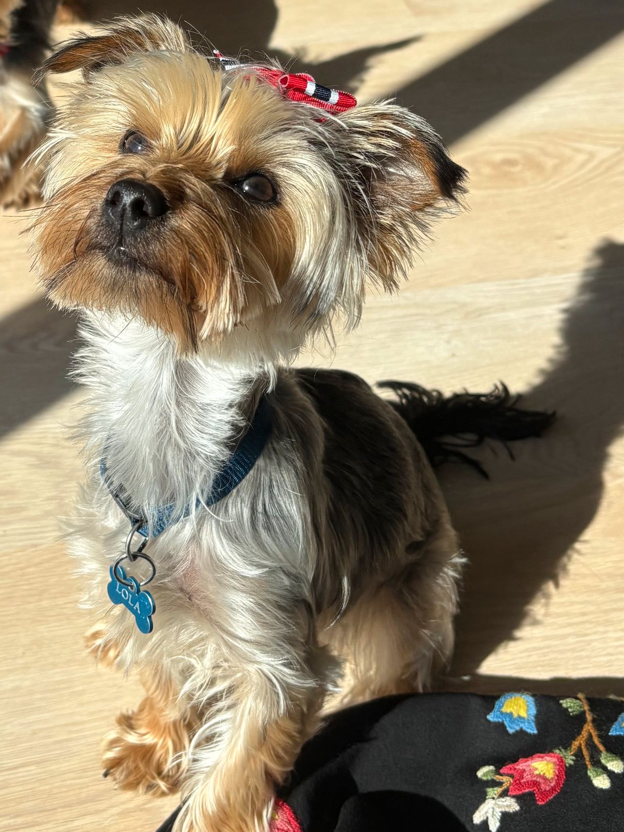 Yorkshire terrier