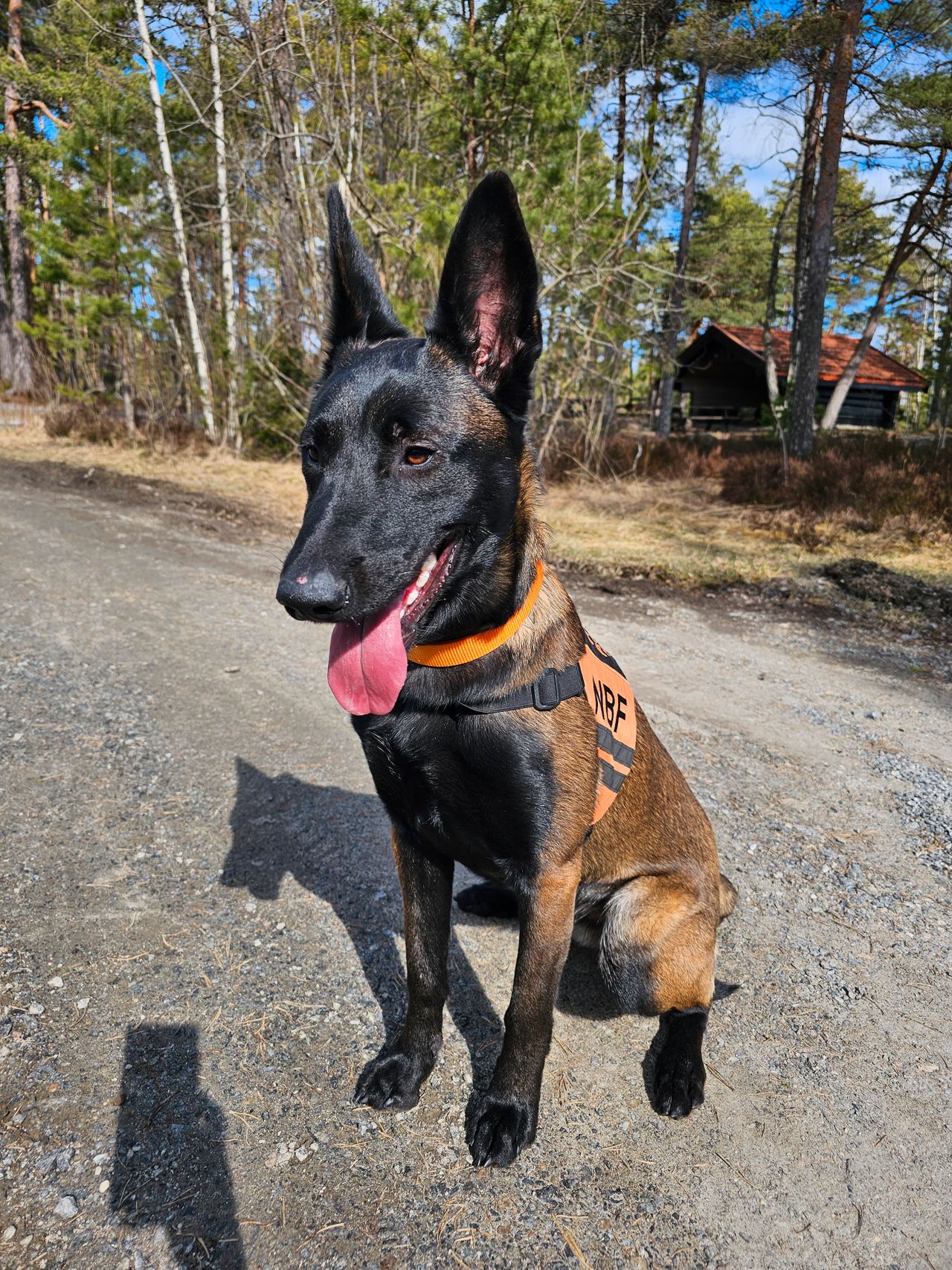 Belgisk fårehund, malinois