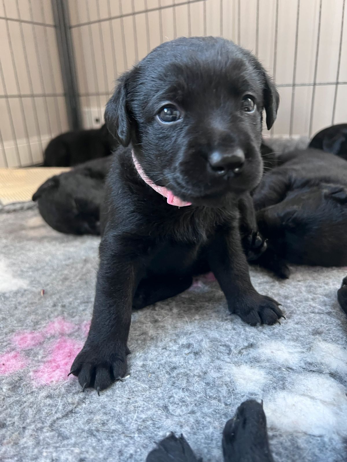 Labrador retriever
