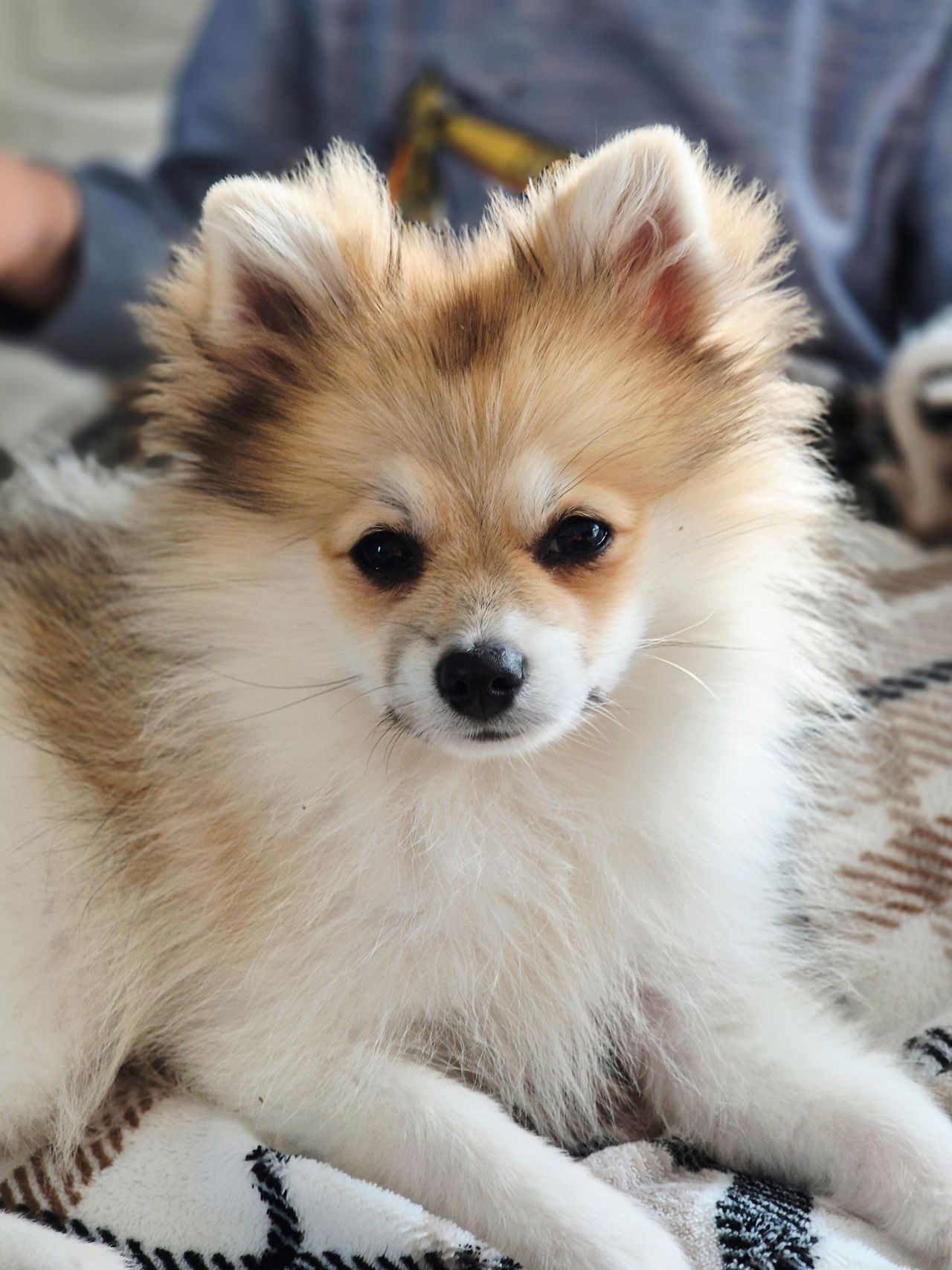 Kleinspitz