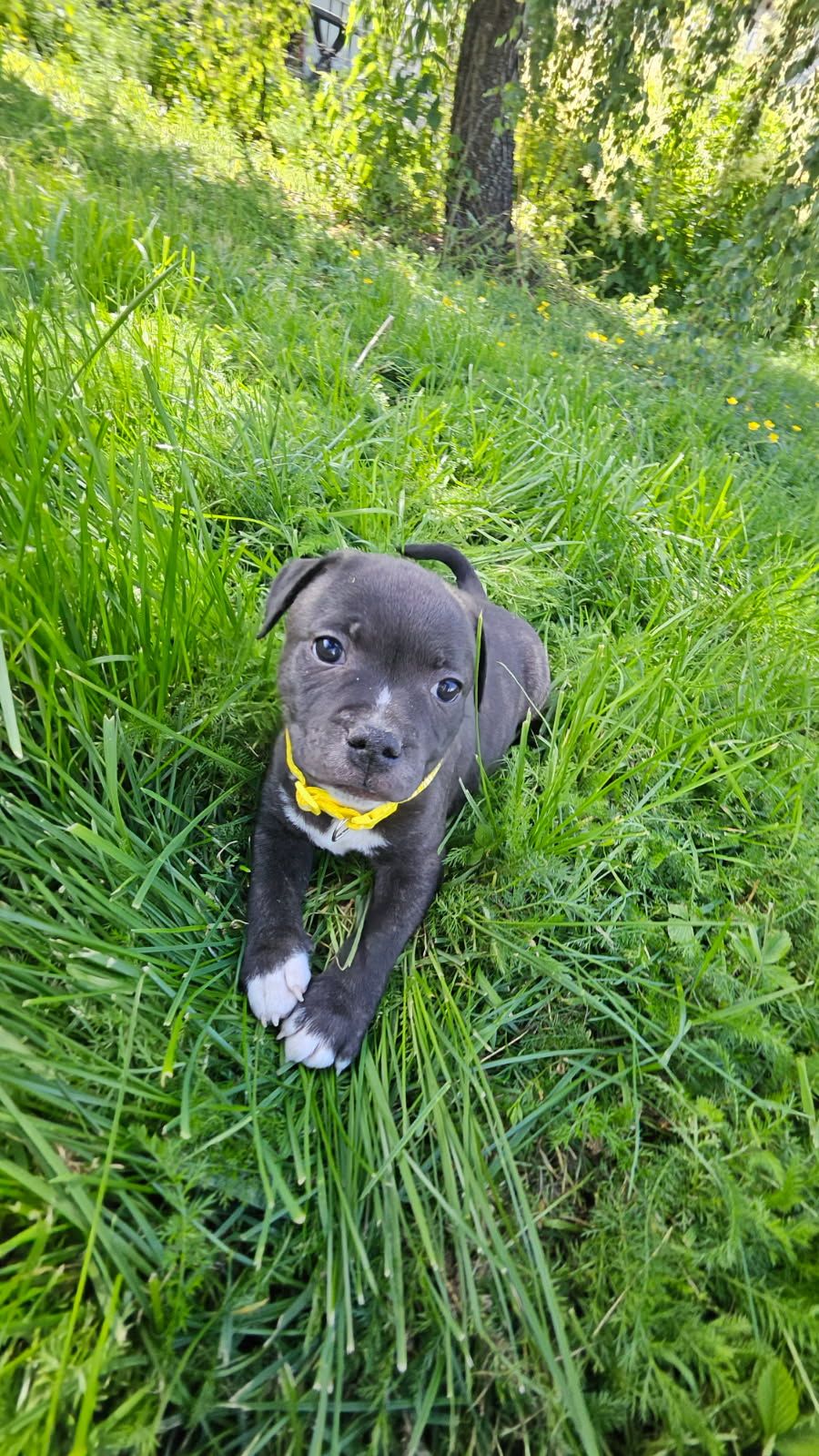 Staffordshire bull terrier