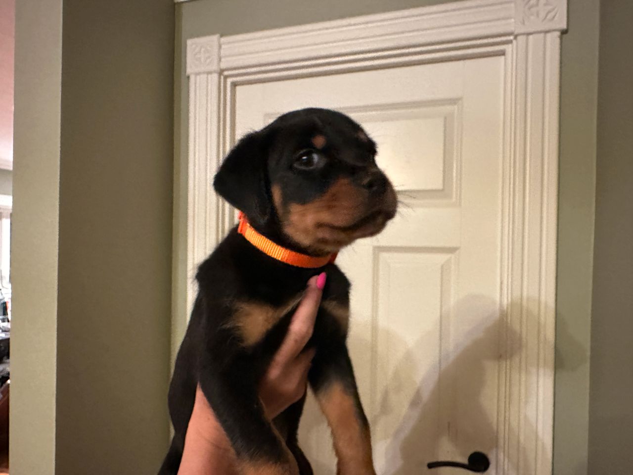 Rottweiler
