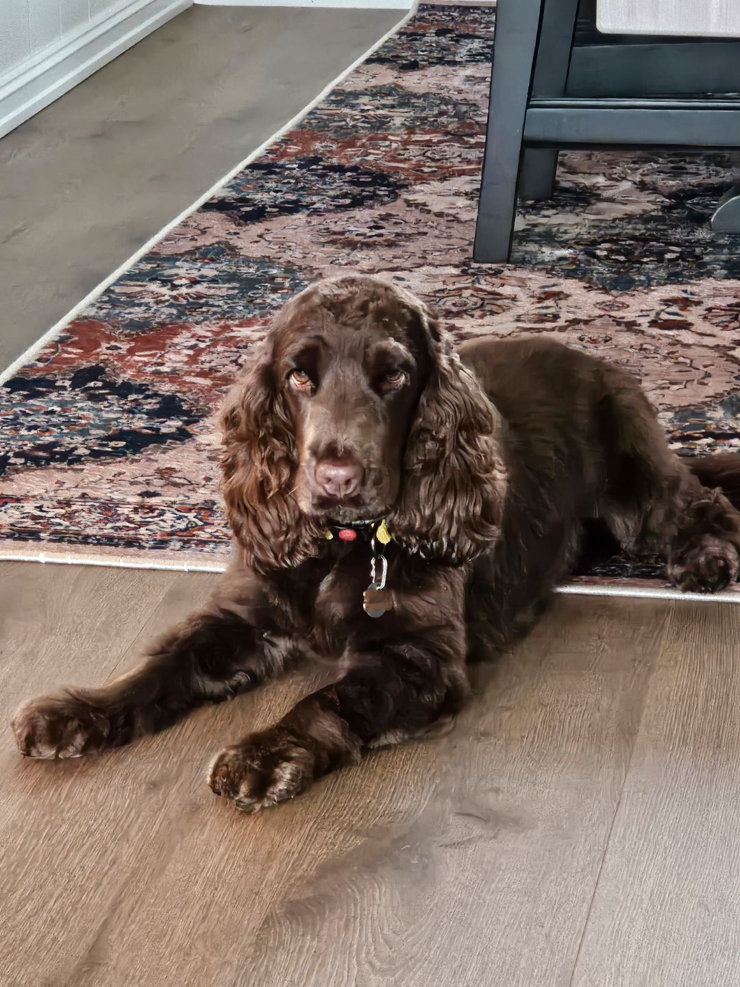 Cocker spaniel