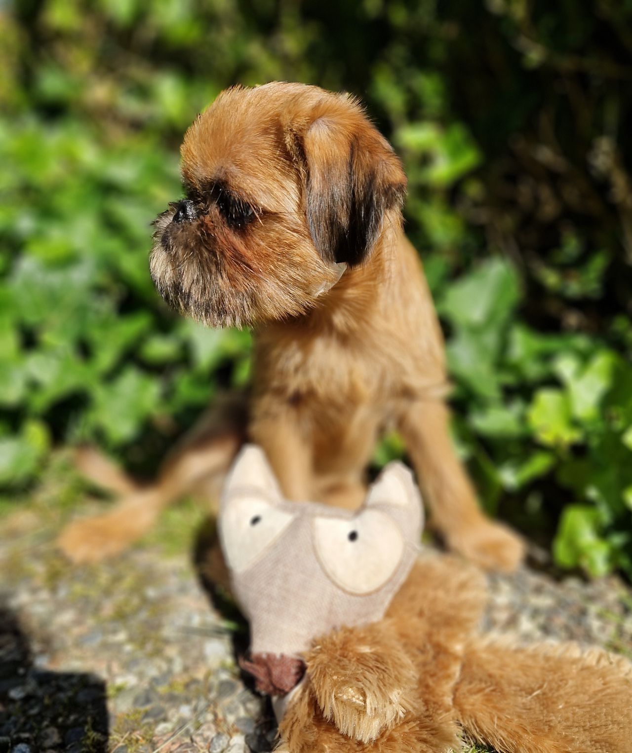 Griffon bruxellois