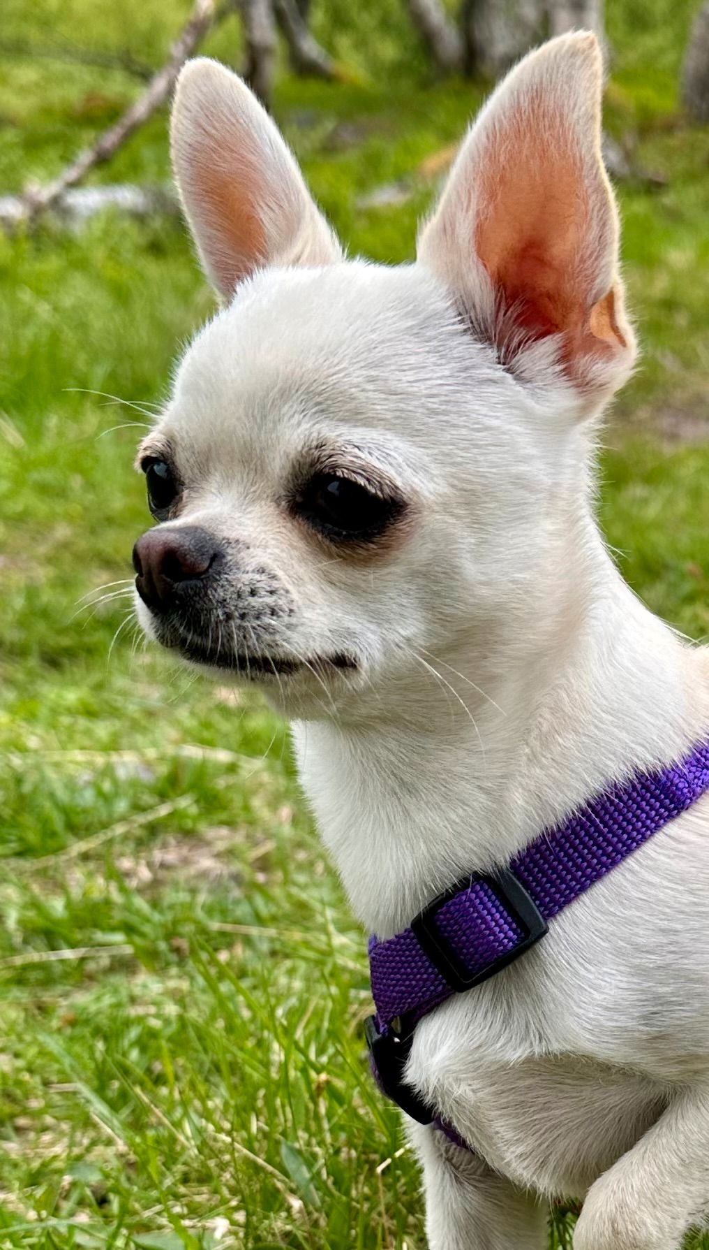 Chihuahua korthåret