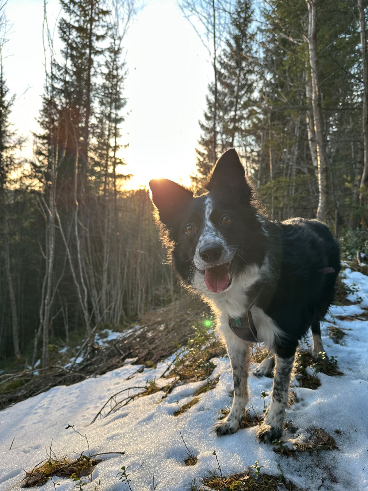 Border collie