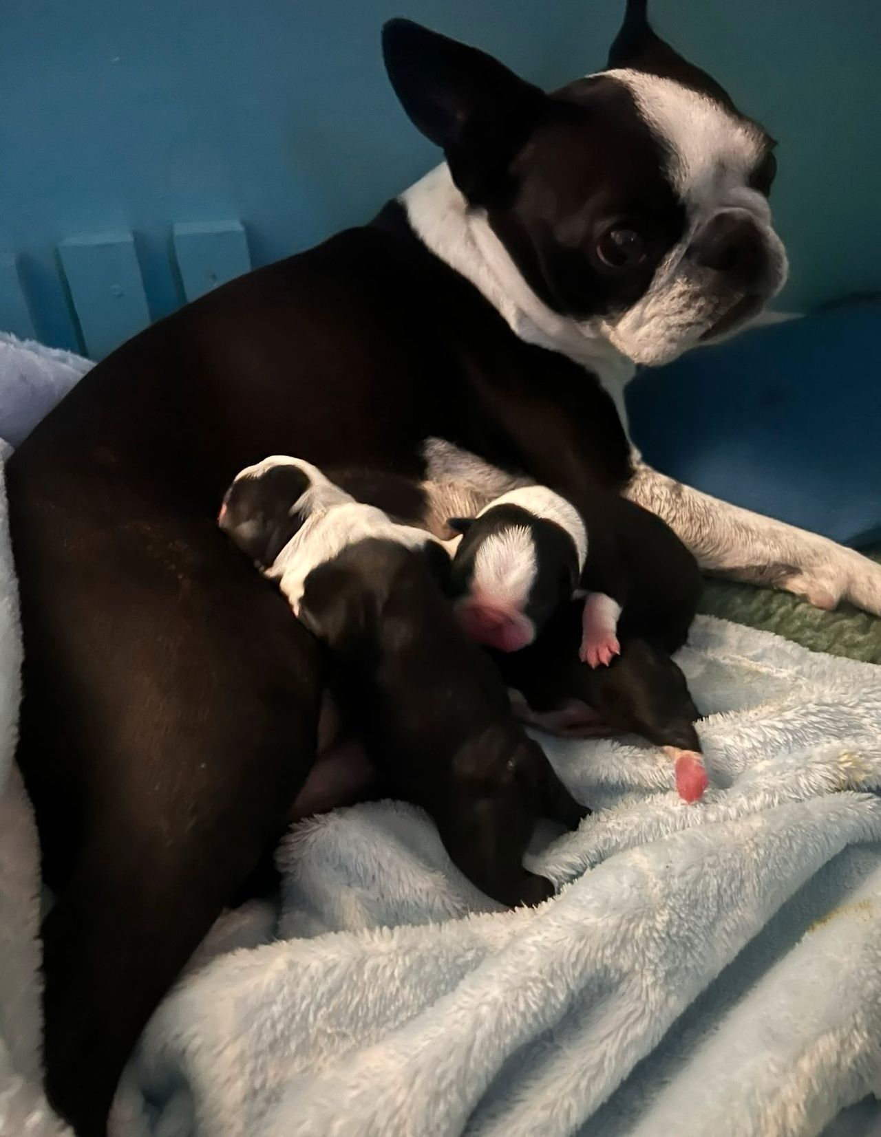 Boston terrier