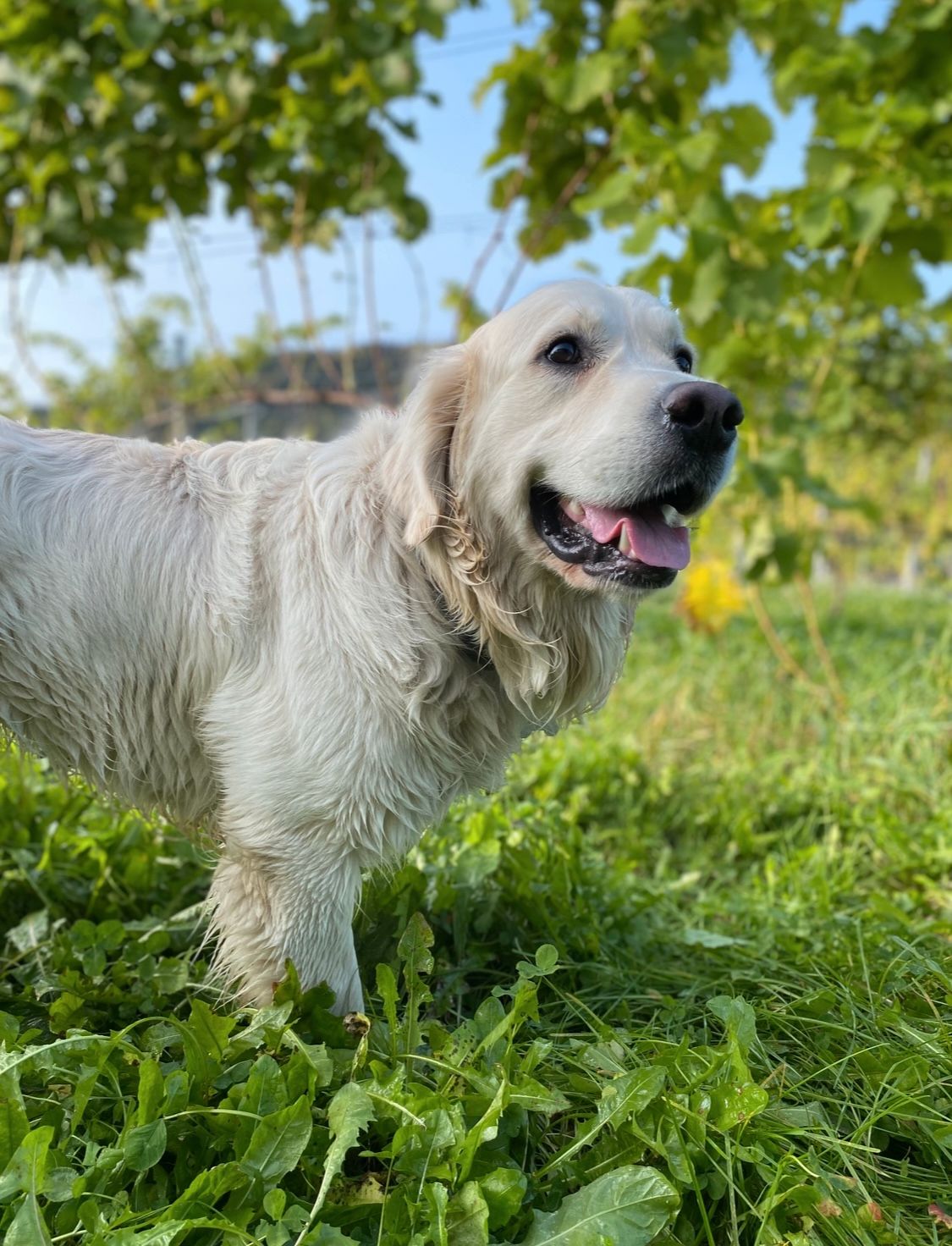 Golden retriever